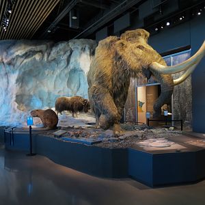 Minnesota Journeys - Tree of Life