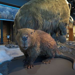 Minnesota Journeys - Tree of Life