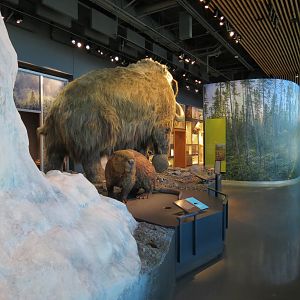 Minnesota Journeys - Tree of Life