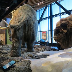 Minnesota Journeys - Tree of Life