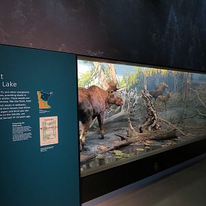 Minnesota Journeys - Web of Life - Moose at Gunflint Lake Diorama