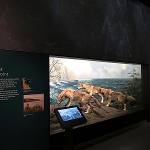 Minnesota Journeys - Web of Life - Wolves at Shovel Point Diorama