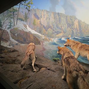 Minnesota Journeys - Web of Life - Wolves at Shovel Point Diorama