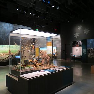 Minnesota Journeys - Web of Life