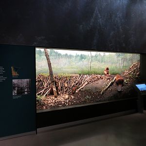 Minnesota Journeys - Web of Life - Beavers at Lake Itasca Diorama