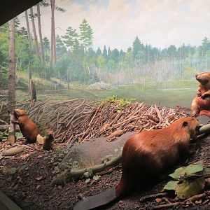 Minnesota Journeys - Web of Life - Beavers at Lake Itasca Diorama