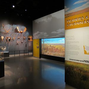 Minnesota Journeys - Web of Life