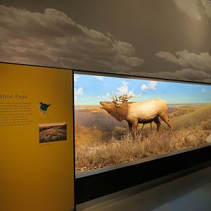 Minnesota Journeys - Web of Life - Elk at Inspiration Peak Diorama