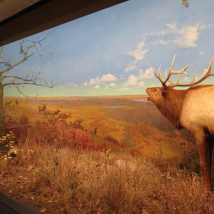 Minnesota Journeys - Web of Life - Elk at Inspiration Peak Diorama