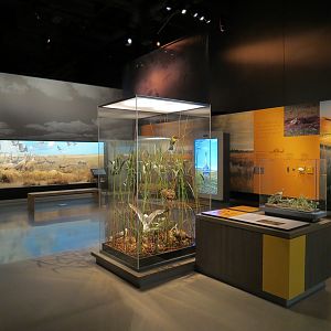 Minnesota Journeys - Web of Life