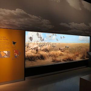 Minnesota Journeys - Web of Life - Cranes in the Red River Valley Diorama