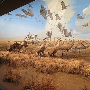 Minnesota Journeys - Web of Life - Cranes in the Red River Valley Diorama