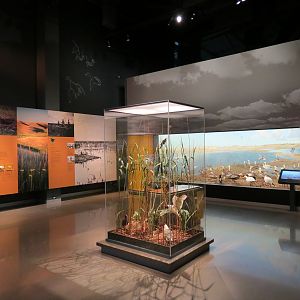 Minnesota Journeys - Web of Life