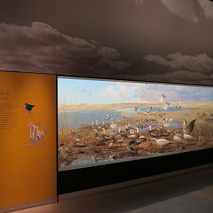 Minnesota Journeys - Web of Life - Snow Geese at Lake Traverse Diorama