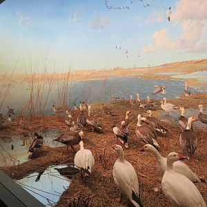 Minnesota Journeys - Web of Life - Snow Geese at Lake Traverse Diorama