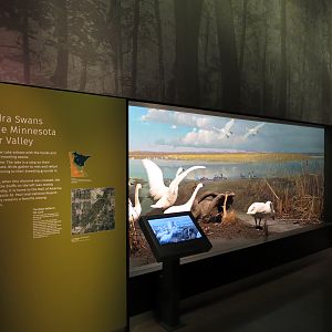Minnesota Journeys - Web of Life - Tundra Swans at the Minnesota River Valley Diorama