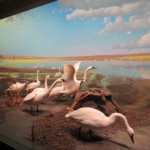 Minnesota Journeys - Web of Life - Tundra Swans at the Minnesota River Valley Diorama