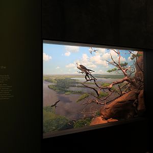 Minnesota Journeys - Web of Life - High Above The Mississippi Diorama