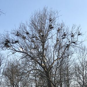 Great Blue Heron Rookery