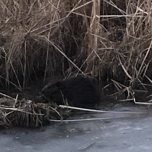 American Beaver