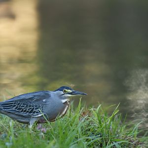 Striated heron (Butorides striata)