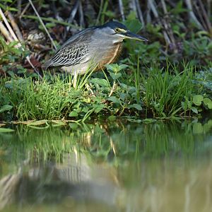 Striated heron (Butorides striata)
