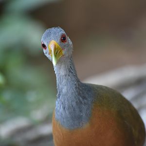 Grey-necked Wood-Rail (Aramides cajaneus)