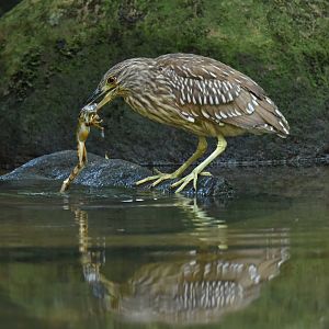 Black-crowned Night Heron (Nycticorax nycticorax)
