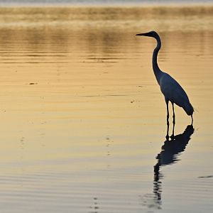 Great Egret (Ardea alba)