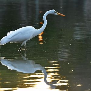 Great Egret (Ardea alba)