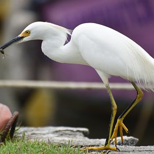 Snowy Egret (Egretta thula)