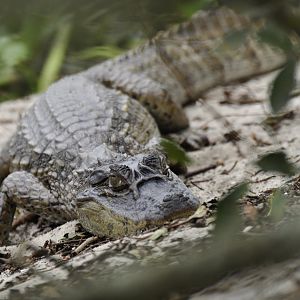 Broad-snouted Caiman (Caiman latirostris)