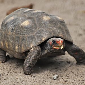 Red-footed tortoise (Chelonoidis carbonarius)