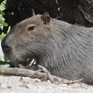 Capybara (Hydrochoerus hydrochaeris)