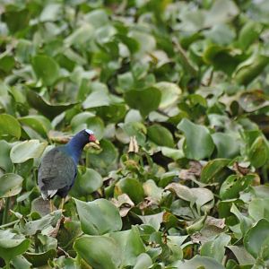 Purple Gallinule (Porphyrio martinicus)