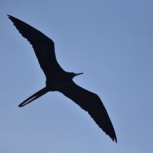 Magnificent Frigatebird (Fregata magnificens)