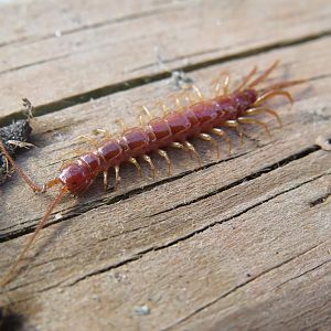 Lithobius forficatus