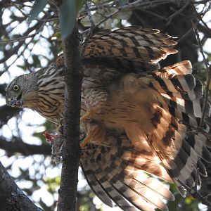 Immature Sharp-shinned Hawk