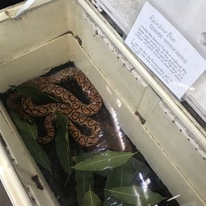 Yet another look at the rainbow boa cooler