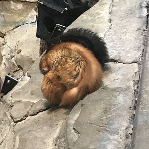 Blue eyed black lemurs sleeping