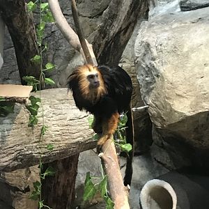 Golden-headed lion tamarin