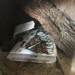 Zebra building- African spiny mice terrarium