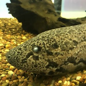 Giraffe building- West African lungfish