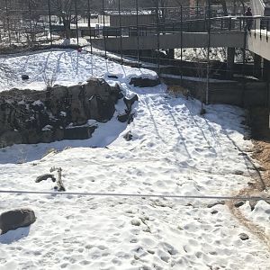 Large cats- Amur tiger exhibit
