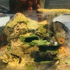 Aquatics building- new aquarium display