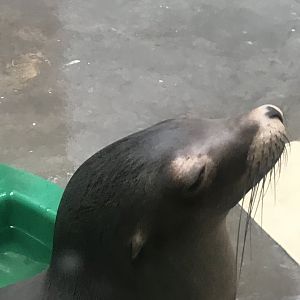 Aquatics building- California sea lion