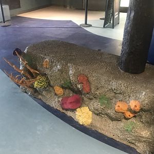 Aquatics building- mock-rock coral bench