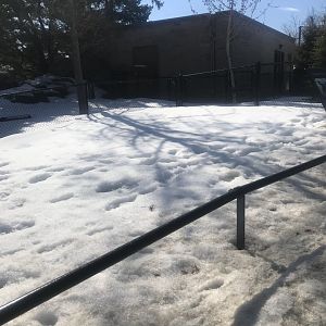Galapagos tortoise outdoor yard