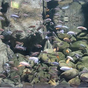 African cichlids