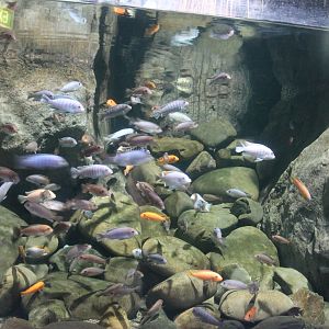 African cichlids